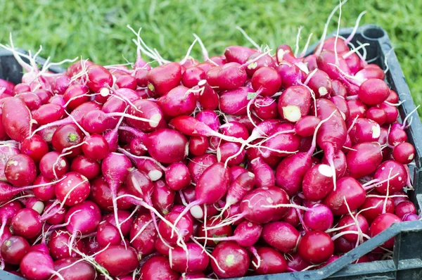 Red radishes in a plastic box — Stock Photo, Image
