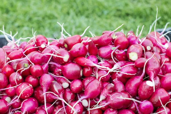 Red radishes in a plastic box — Stock Photo, Image