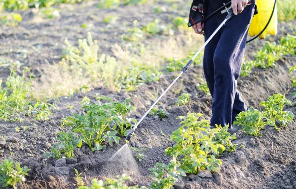 Spruzzare pesticidi di foglie di patate — Foto Stock