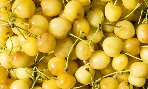Fresh yellow cherry gathered — Stock Photo, Image