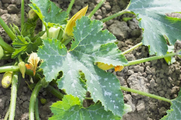 Bloeiende bush vegetable marrow — Stockfoto