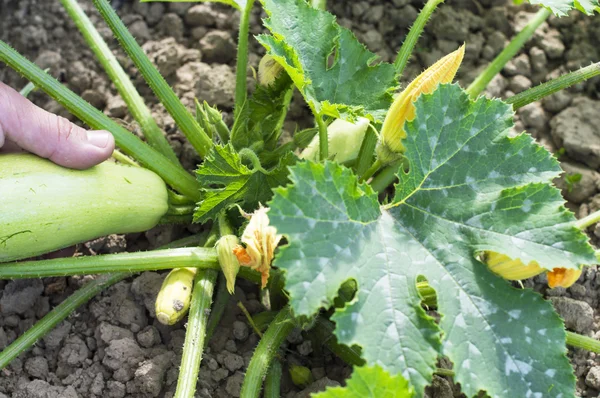 Harvesting ripe vegetable marrow — Stockfoto