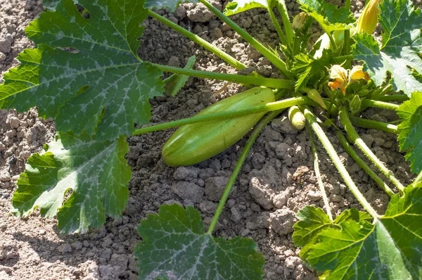 Bush rijp vegetable marrow — Stockfoto