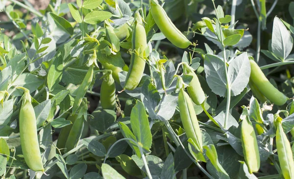 Fresh green peas in the pod — Stock Photo, Image