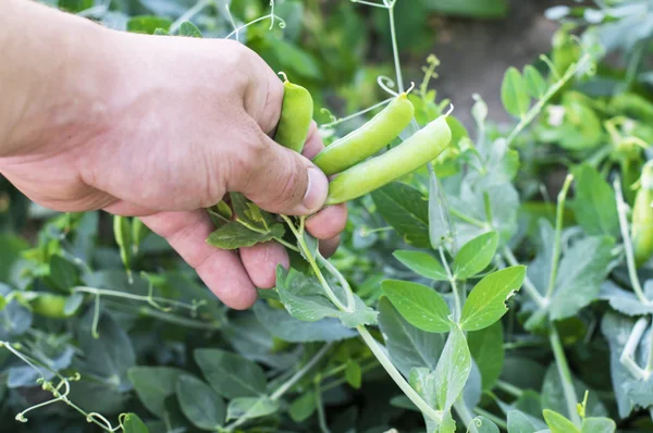 Harvesting of ripe green peas 