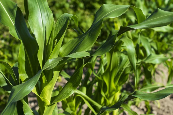 Gröna blad majsfält — Stockfoto