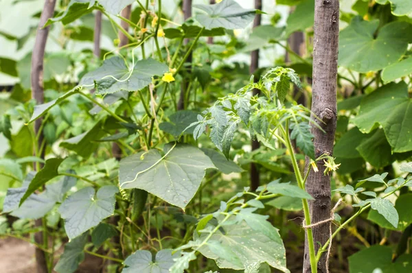 Growing of cucumbers in a greenhouse — 스톡 사진