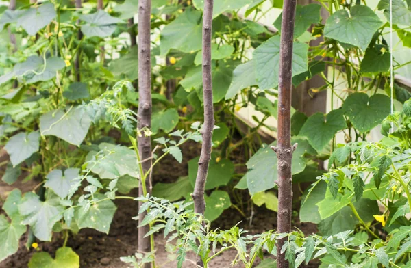 Growing tomatoes and cucumbers in a greenhouse — Stock Photo, Image