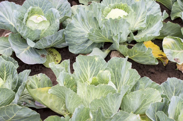 Green cabbage on the ground — Stock Photo, Image