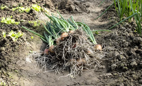 Geplukt groene uien in de bodem — Stockfoto