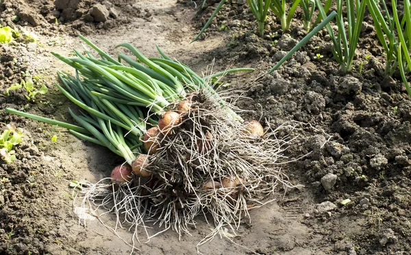 Plucked green onions in soil — Stock Photo, Image