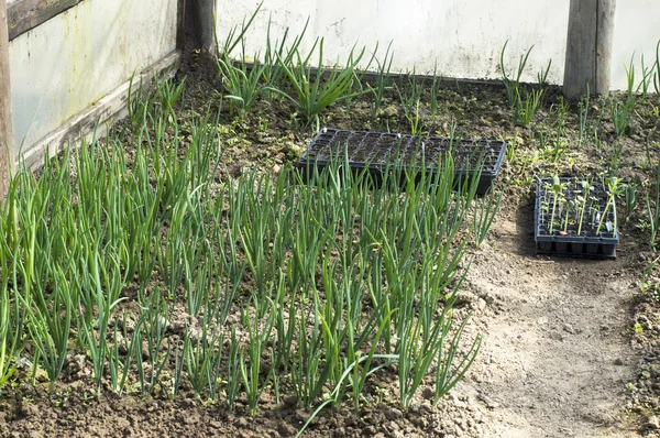 Growing green onions in the greenhouse — Stock Photo, Image