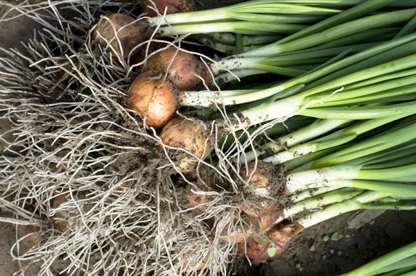 Plucked green onions in soil — Stock Photo, Image