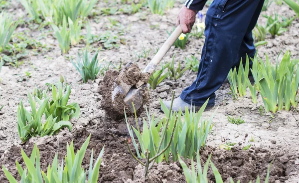 Der Prozess des Grabens — Stockfoto