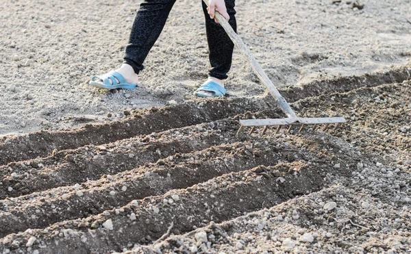 Le processus de plantation de graines de légumes — Photo