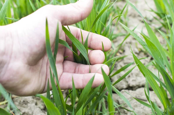 Touching hand to the green shoots of wheat — Stock Photo, Image