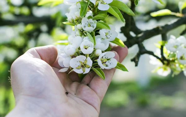 Touching his hand to the white apple blossom — Stockfoto