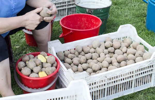 Il processo di preparazione delle patate per la semina — Foto Stock