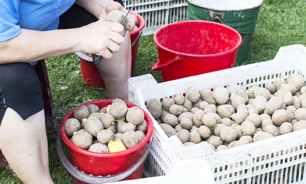 Il processo di preparazione delle patate per la semina — Foto Stock