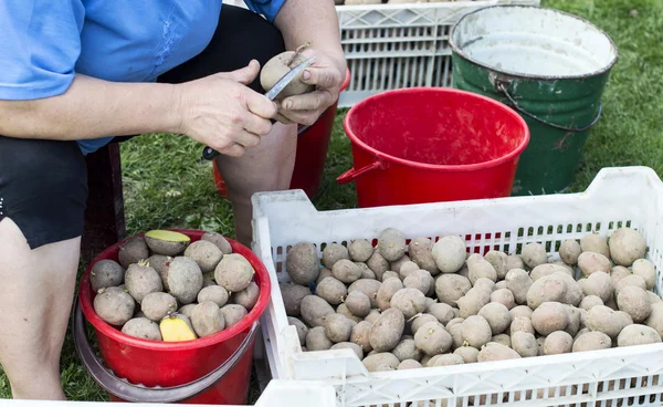 Il processo di preparazione delle patate per la semina — Foto Stock