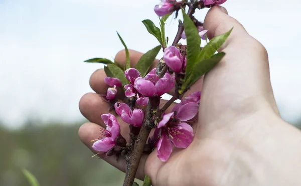 Touching his hand to pink apple blossom — Stockfoto