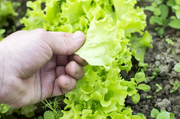 Rompiendo lechuga de hoja verde —  Fotos de Stock