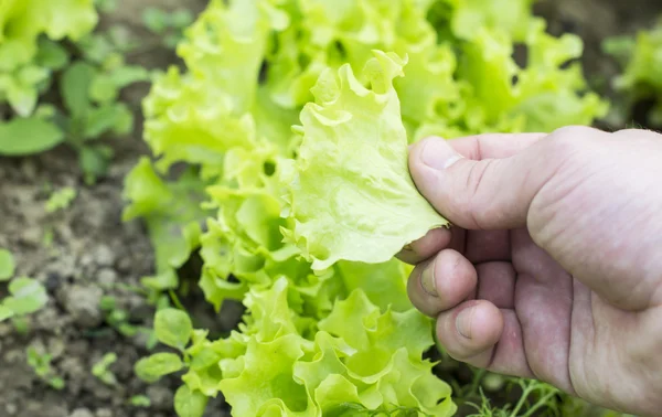 Being wrenched off green leaf lettuce — Stock Photo, Image