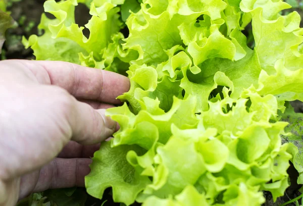 Being wrenched off green leaf lettuce — Stock Photo, Image