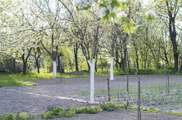 Apple tree in the garden — Stock Photo, Image