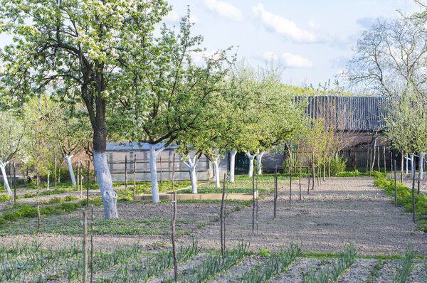 Яблоня в саду 