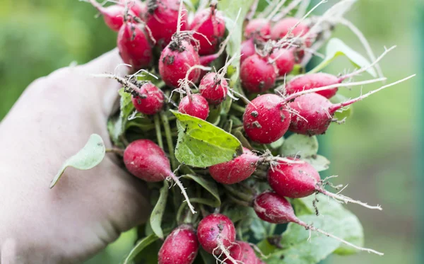 Radis rouge à la main — Photo