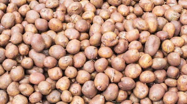 Plenty of fresh potatoes harvested — Stock Photo, Image