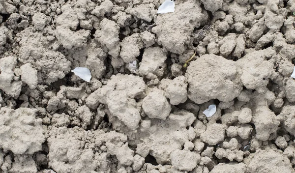 Textures land soil with cracks — Stock Photo, Image