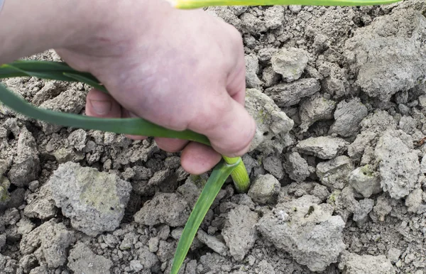 Being wrenched off young green garlic — Stock Photo, Image