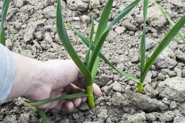 Being wrenched off young green garlic — Stock Photo, Image