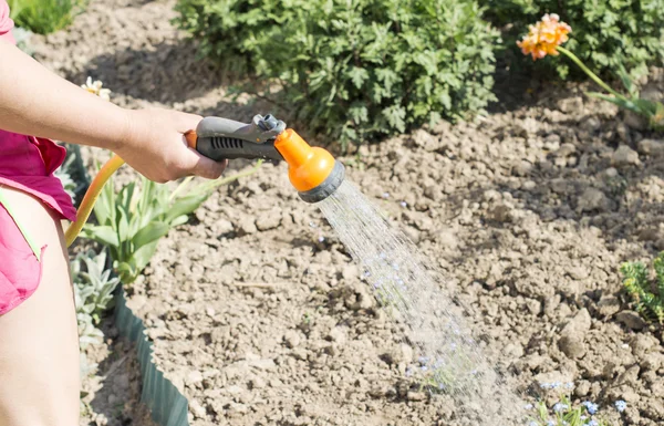 Vattning vatten från en slang av olika växter — Stockfoto