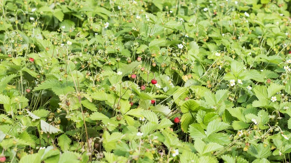 Meadow with a lot of wild strawberry — Stock Photo, Image