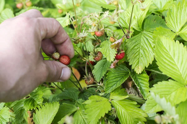 The process of harvesting wild strawberry — ストック写真