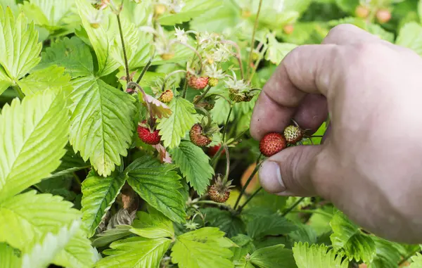 The process of harvesting wild strawberry — Stock Photo, Image