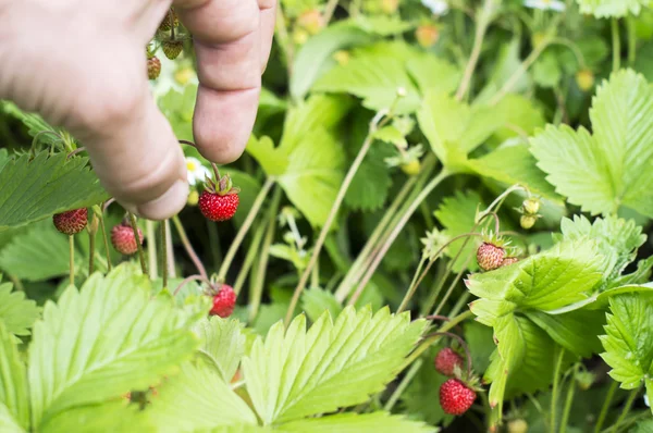 The process of harvesting wild strawberry — ストック写真