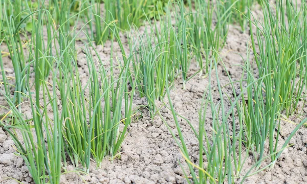 Rows of green onion — Stock Photo, Image