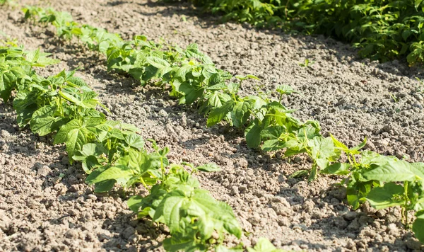 Reihen grüner Bohnen — Stockfoto