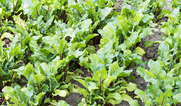 Rows of green beets — Stockfoto