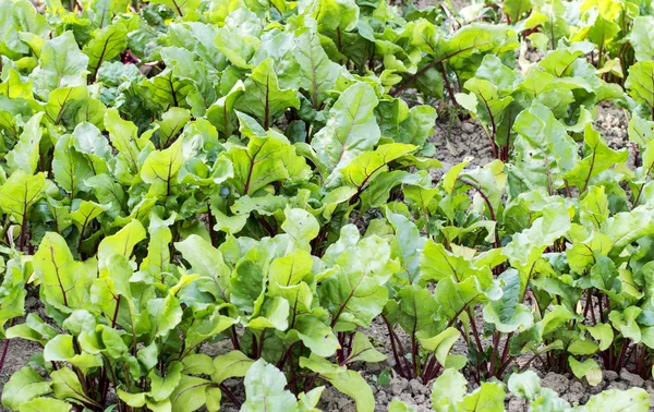 Rows of green beets — Stock Photo, Image