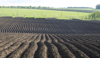 Landscape - fertile land 