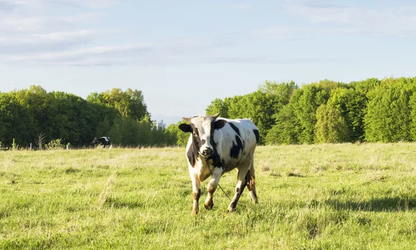 Bull grazing on the lawn — Stock Photo, Image