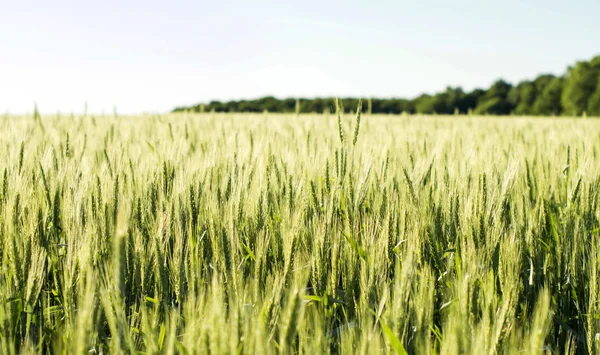 Cereales sembrados en campo - trigo —  Fotos de Stock