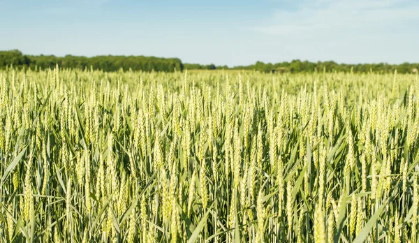 Feld gesät Getreide - Weizen — Stockfoto