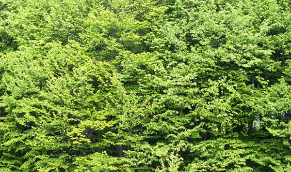 Grüne Blätter von Waldbäumen — Stockfoto