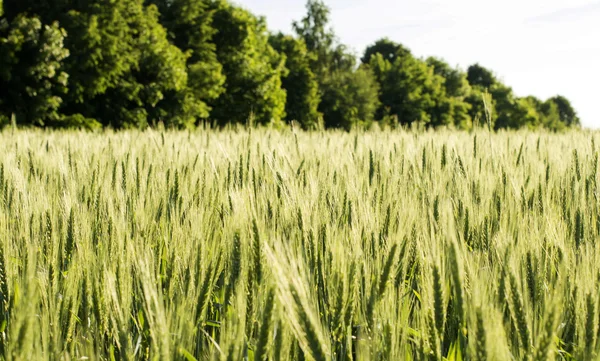 Cereales sembrados en campo - trigo —  Fotos de Stock
